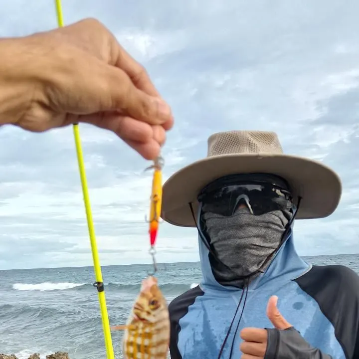 The most recent Yellowtail emperor catches on Fishbrain