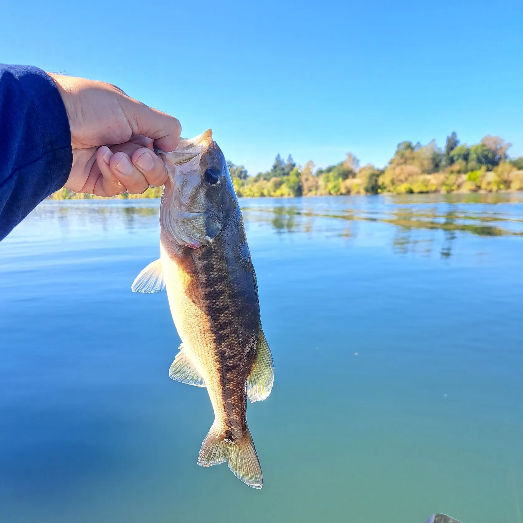 Spotted bass caught on Fishbrain