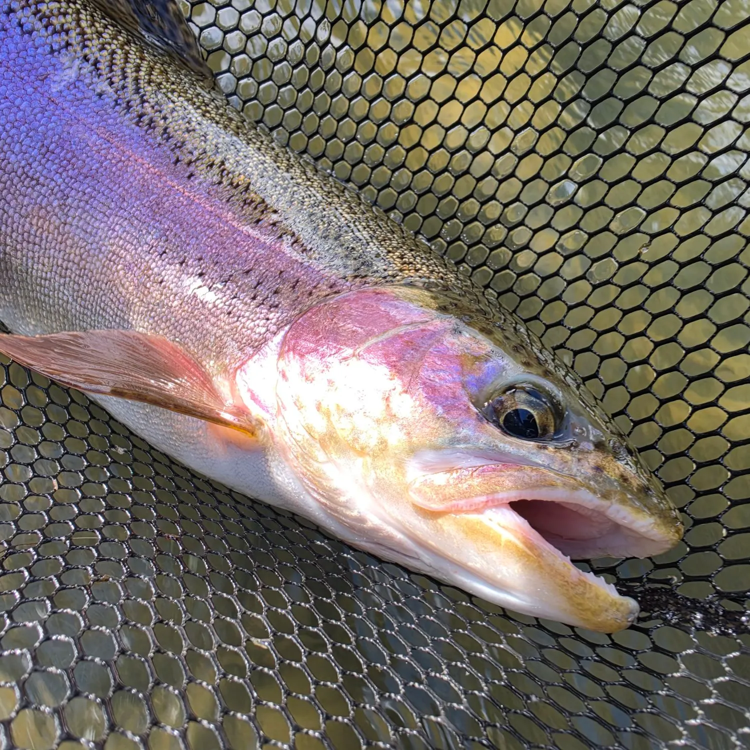 Rainbow trout caught on Fishbrain