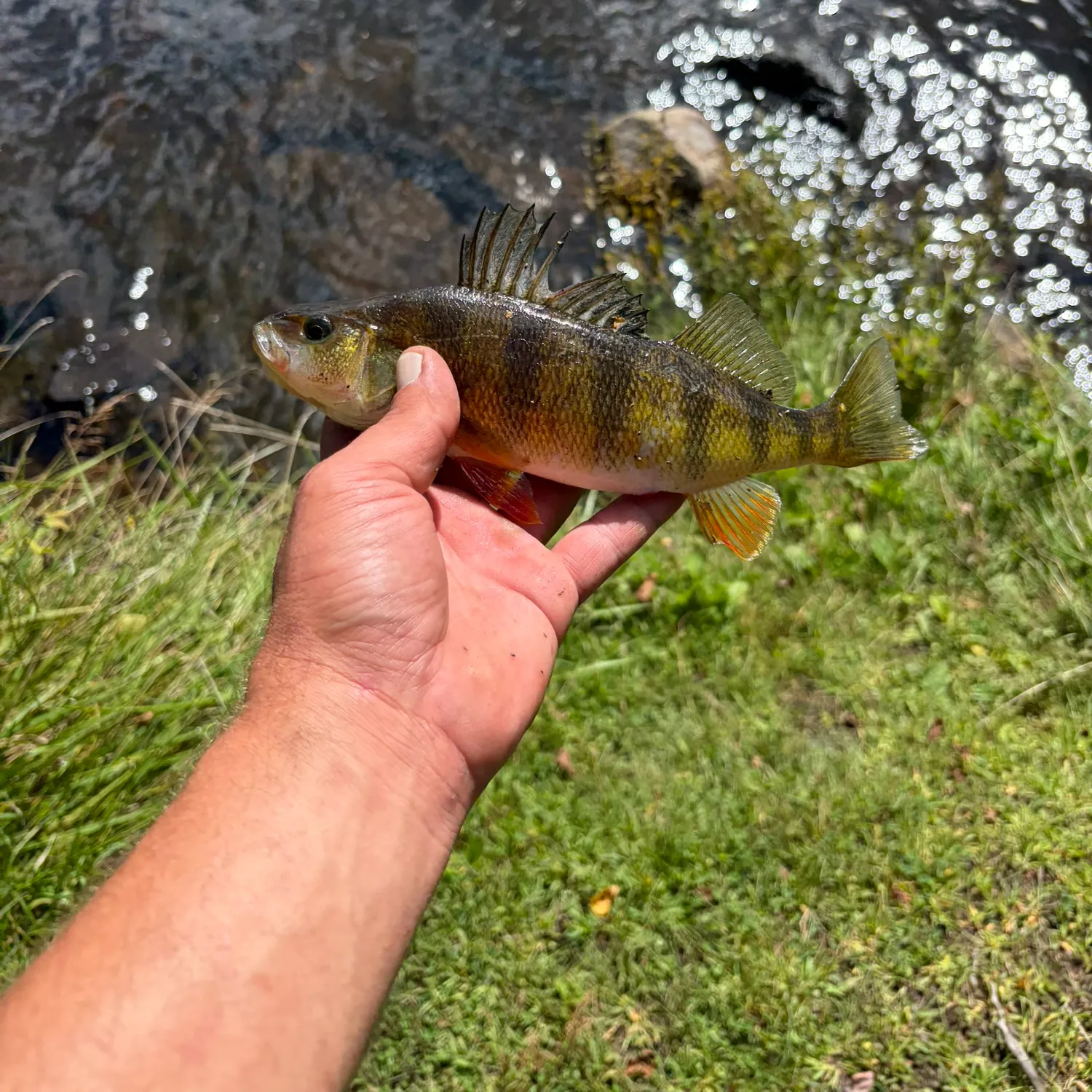 Yellow perch caught on Fishbrain