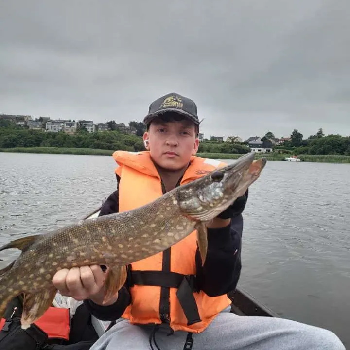 Northern pike caught on Fishbrain