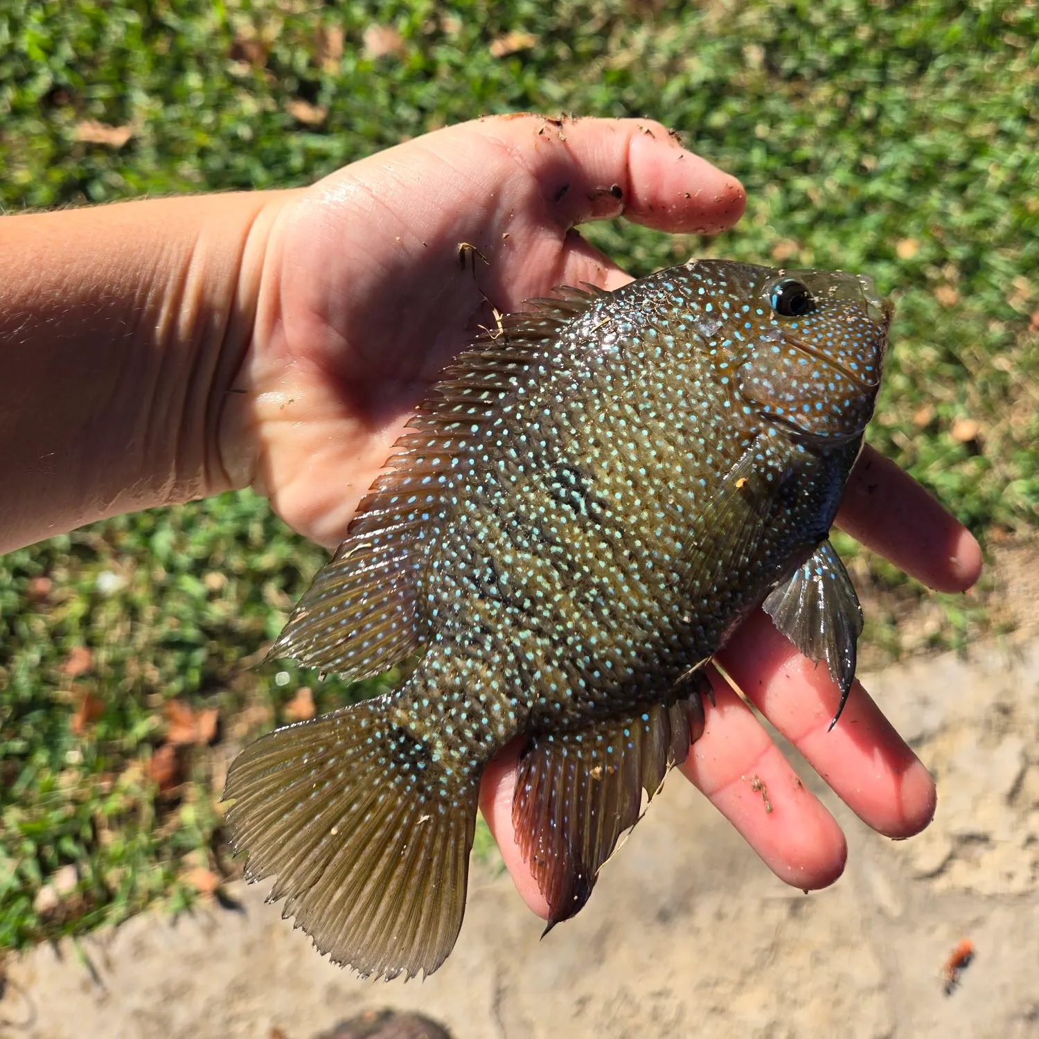 The most recent Rio Grande cichlid catches on Fishbrain