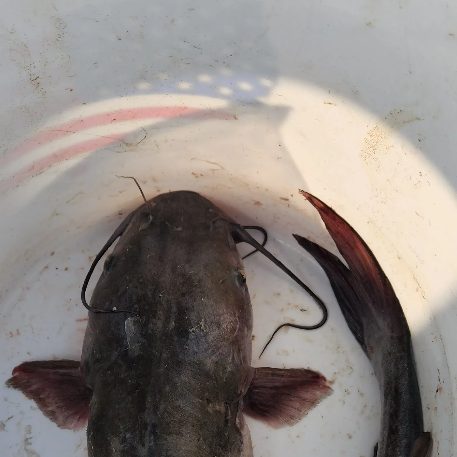 Channel catfish caught on Fishbrain