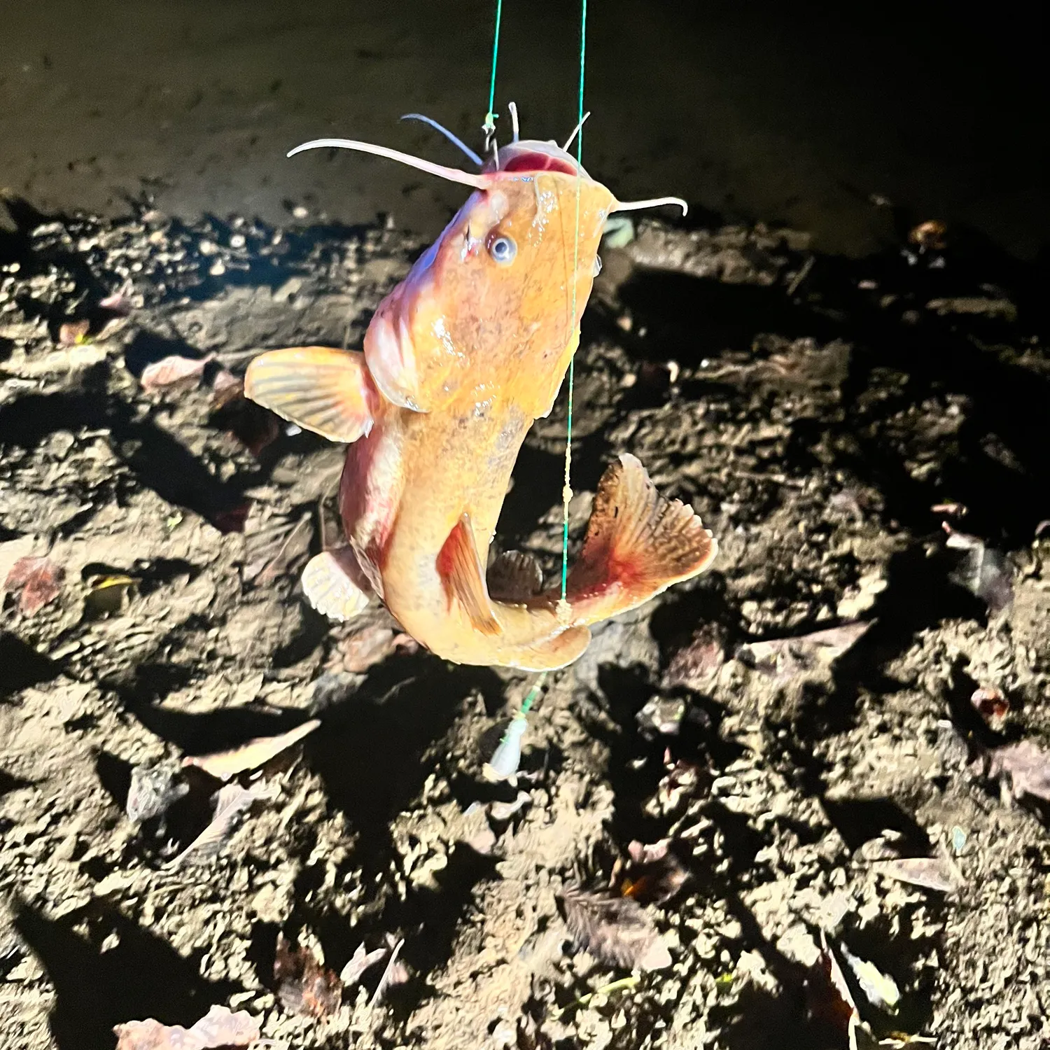 Fish caught on Fishbrain
