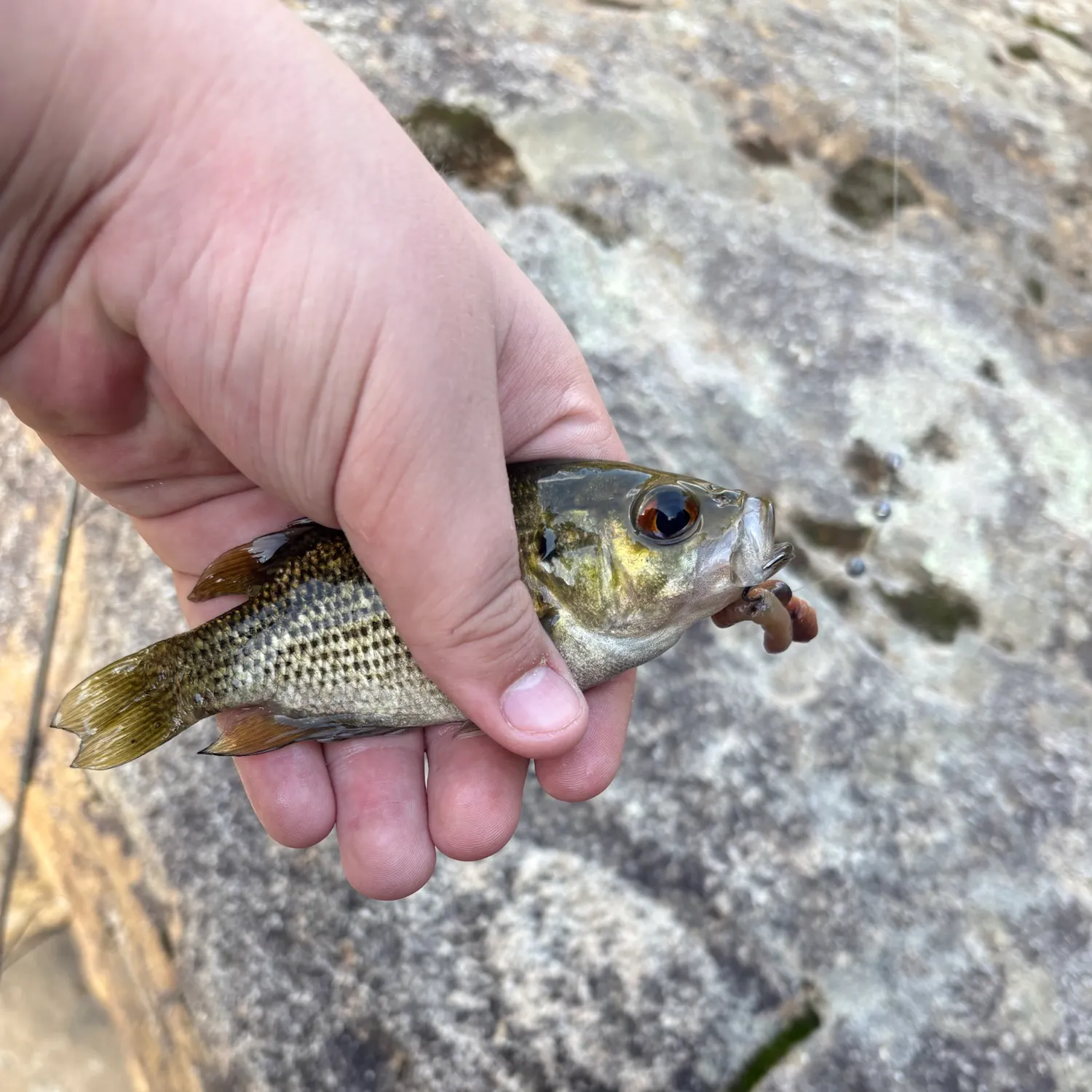 Rock bass caught on Fishbrain