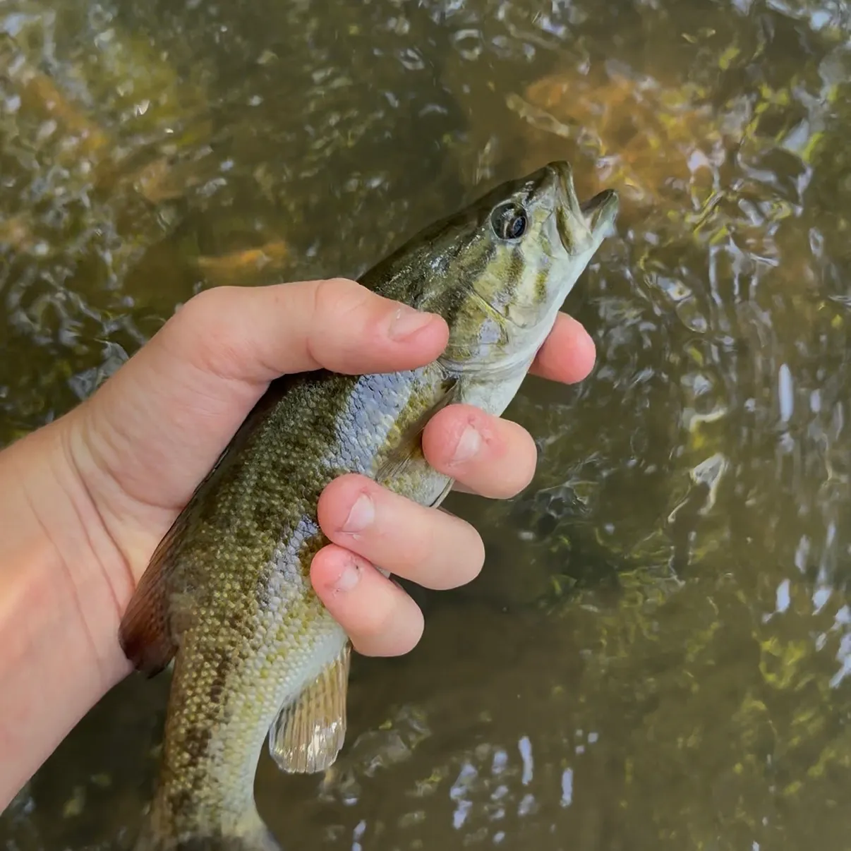 Smallmouth bass caught on Fishbrain