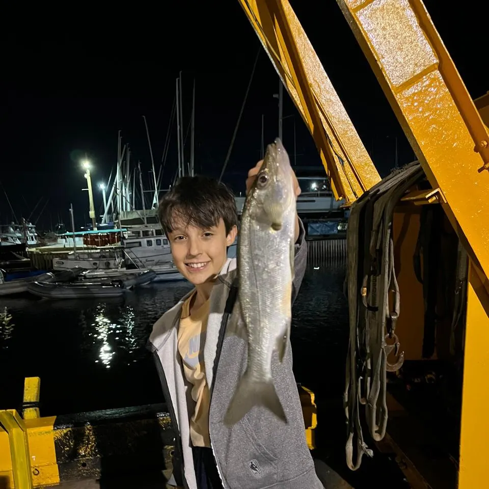 The most recent Fat snook catches on Fishbrain