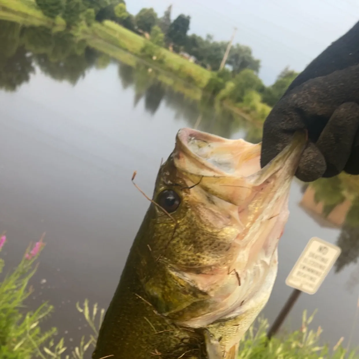 Largemouth bass caught on Fishbrain