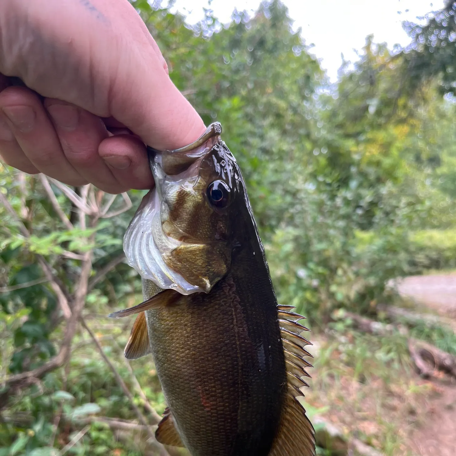 Smallmouth bass caught on Fishbrain