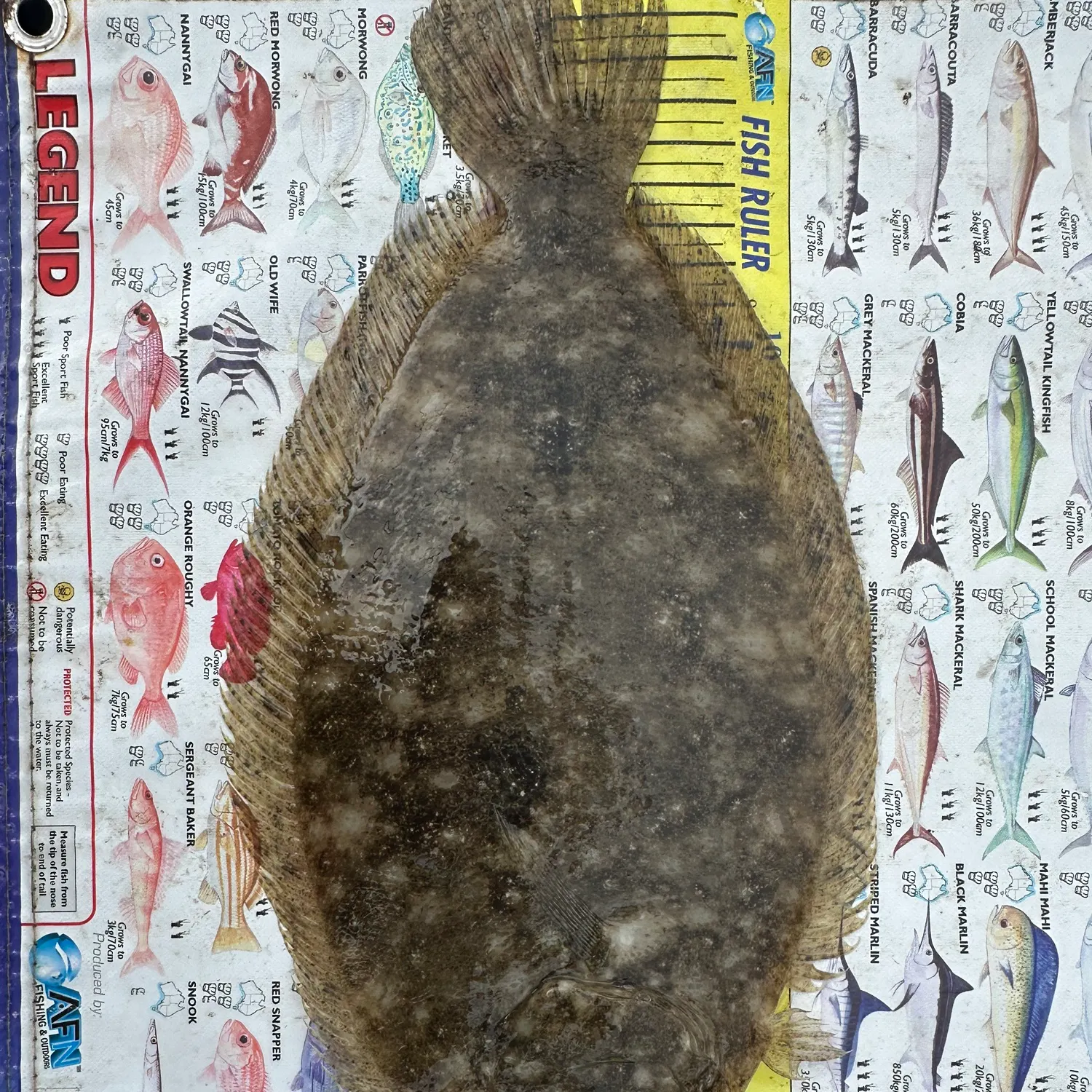 The most recent Smalltooth flounder catches on Fishbrain