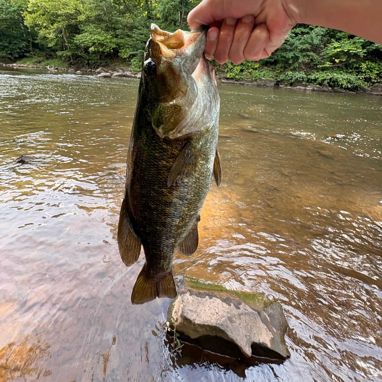 Smallmouth bass caught on Fishbrain
