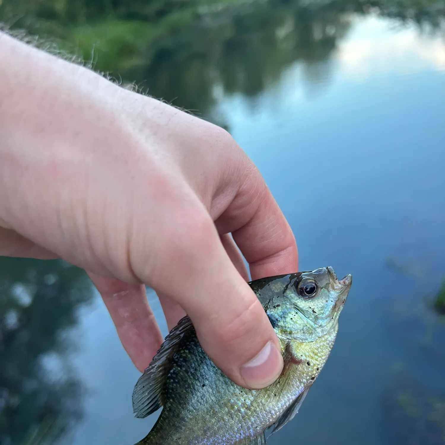 Bluegill caught on Fishbrain
