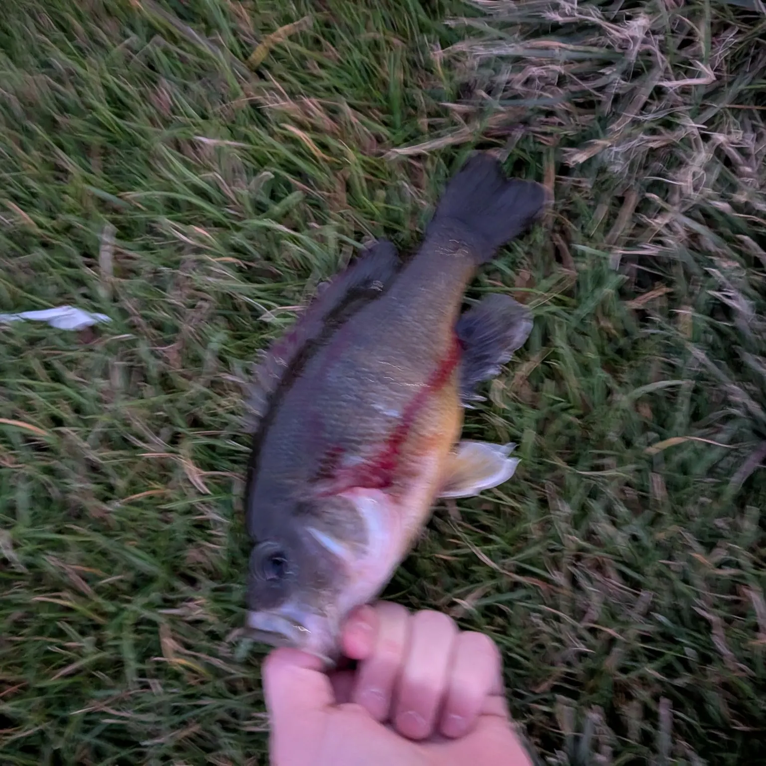 Green sunfish caught on Fishbrain
