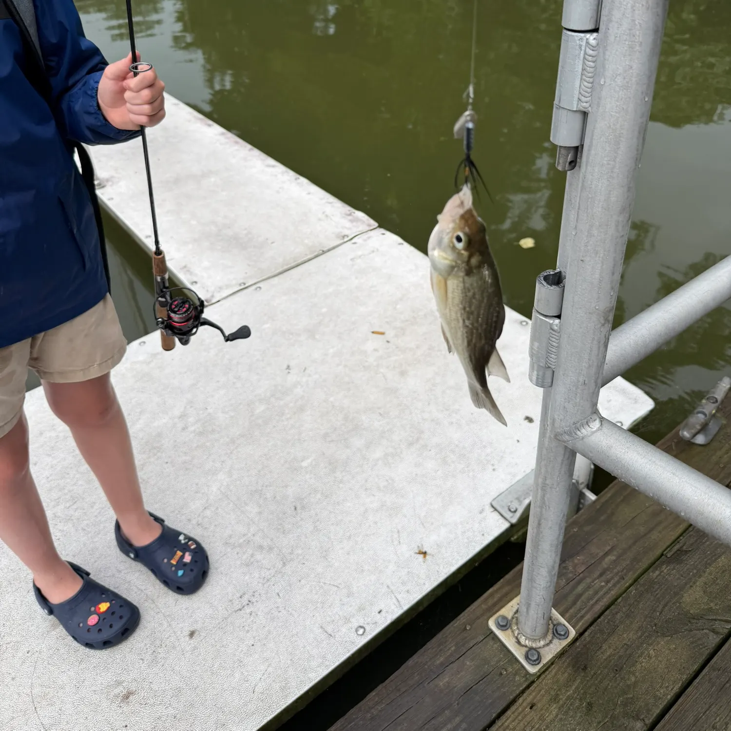 White perch caught on Fishbrain