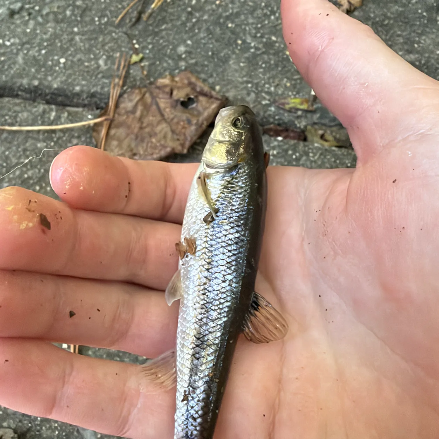 Creek chub caught on Fishbrain