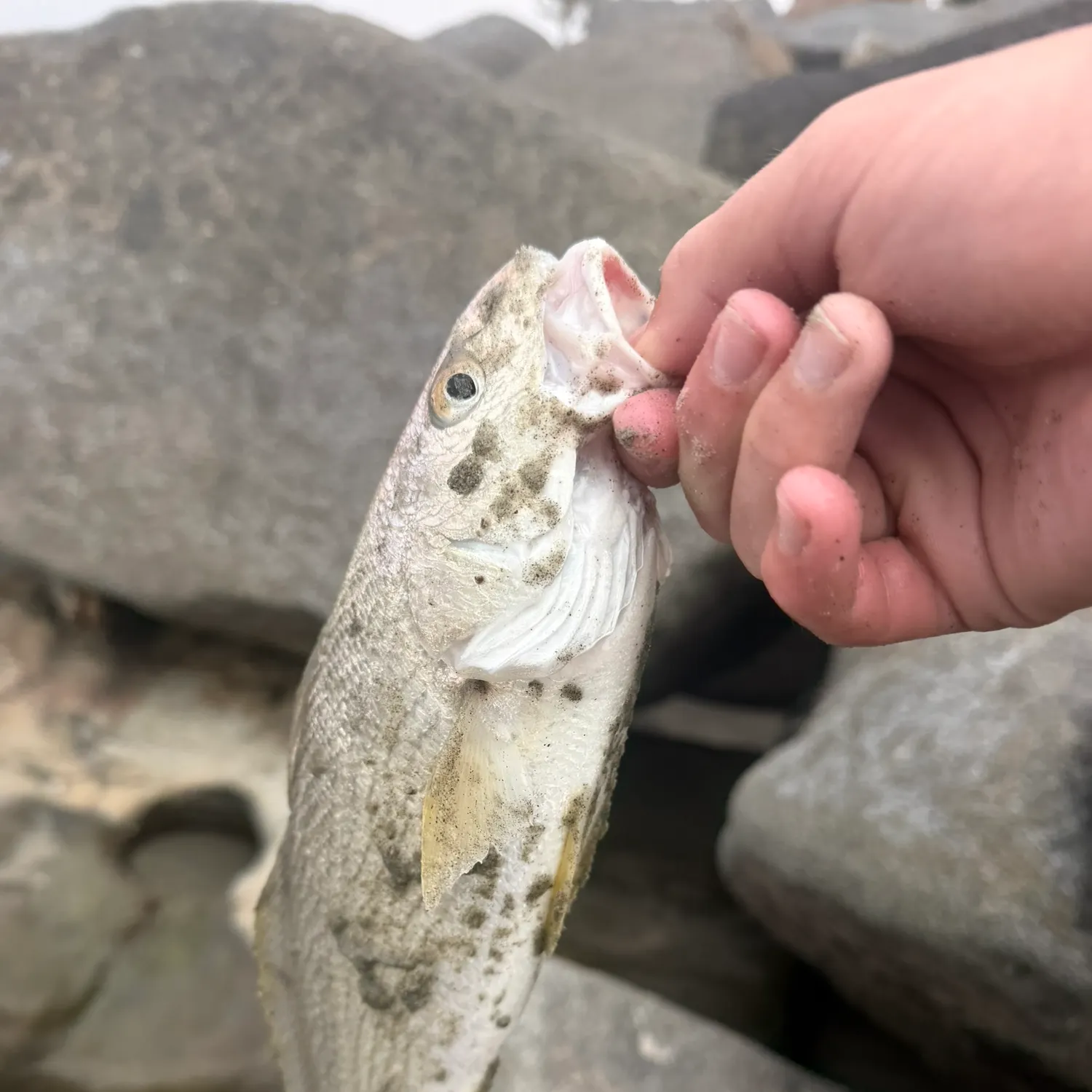 The most recent Yellowfin croaker catches on Fishbrain