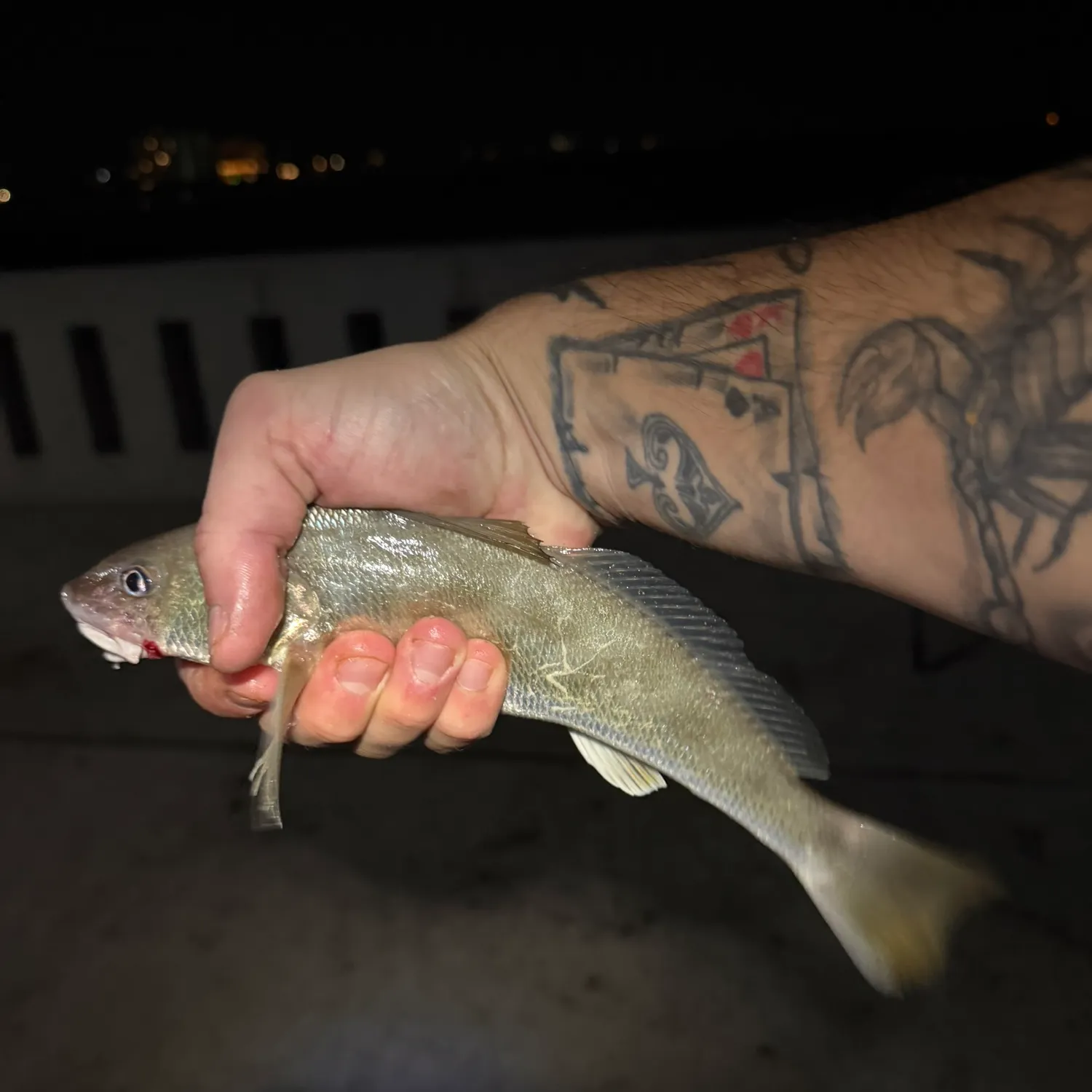 Southern kingcroaker caught on Fishbrain