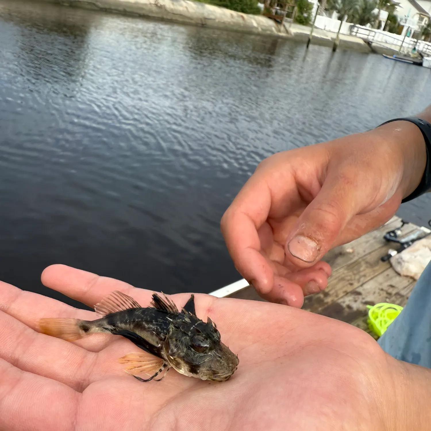 The most recent Lumptail searobin catches on Fishbrain