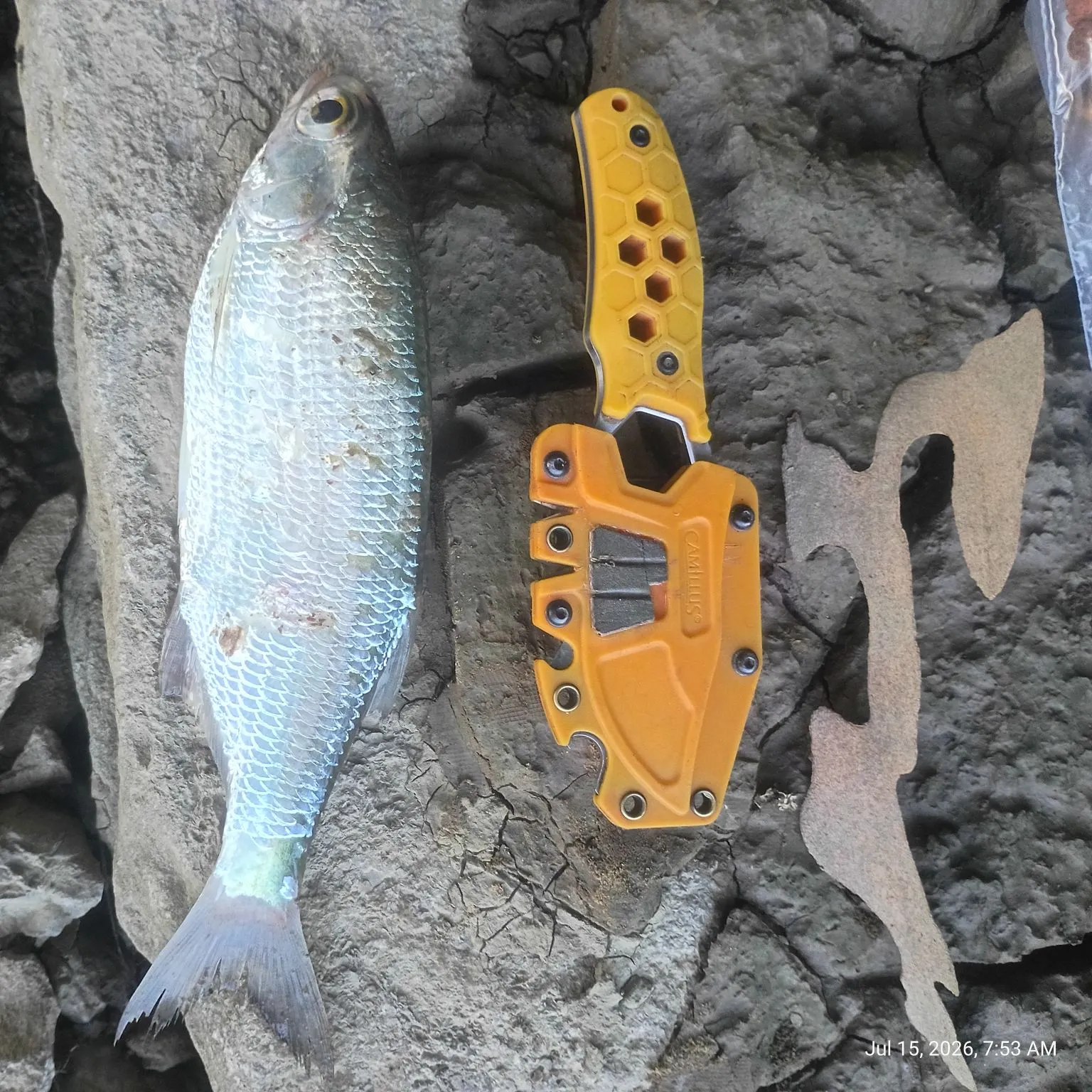 The most recent Skipjack herring catches on Fishbrain