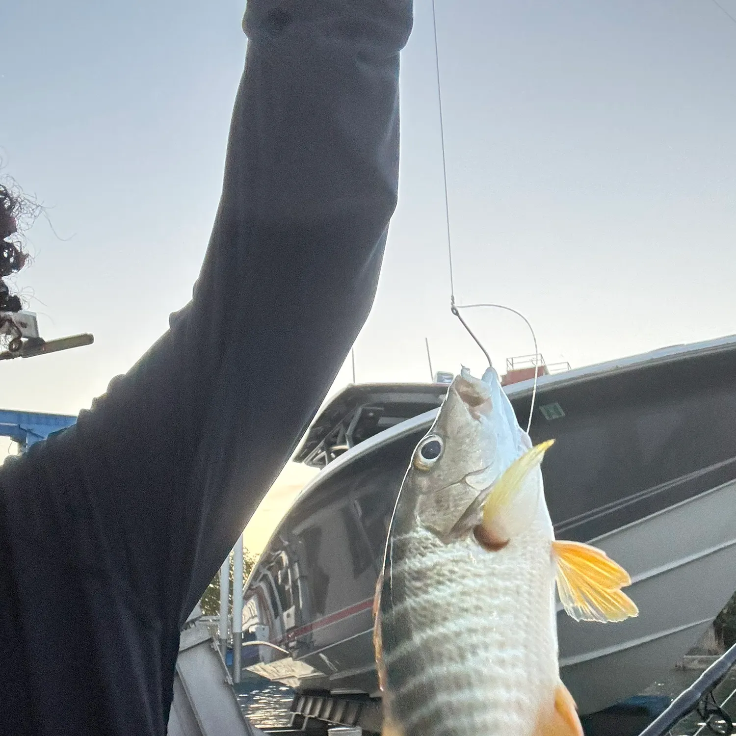 The most recent Schoolmaster snapper catches on Fishbrain