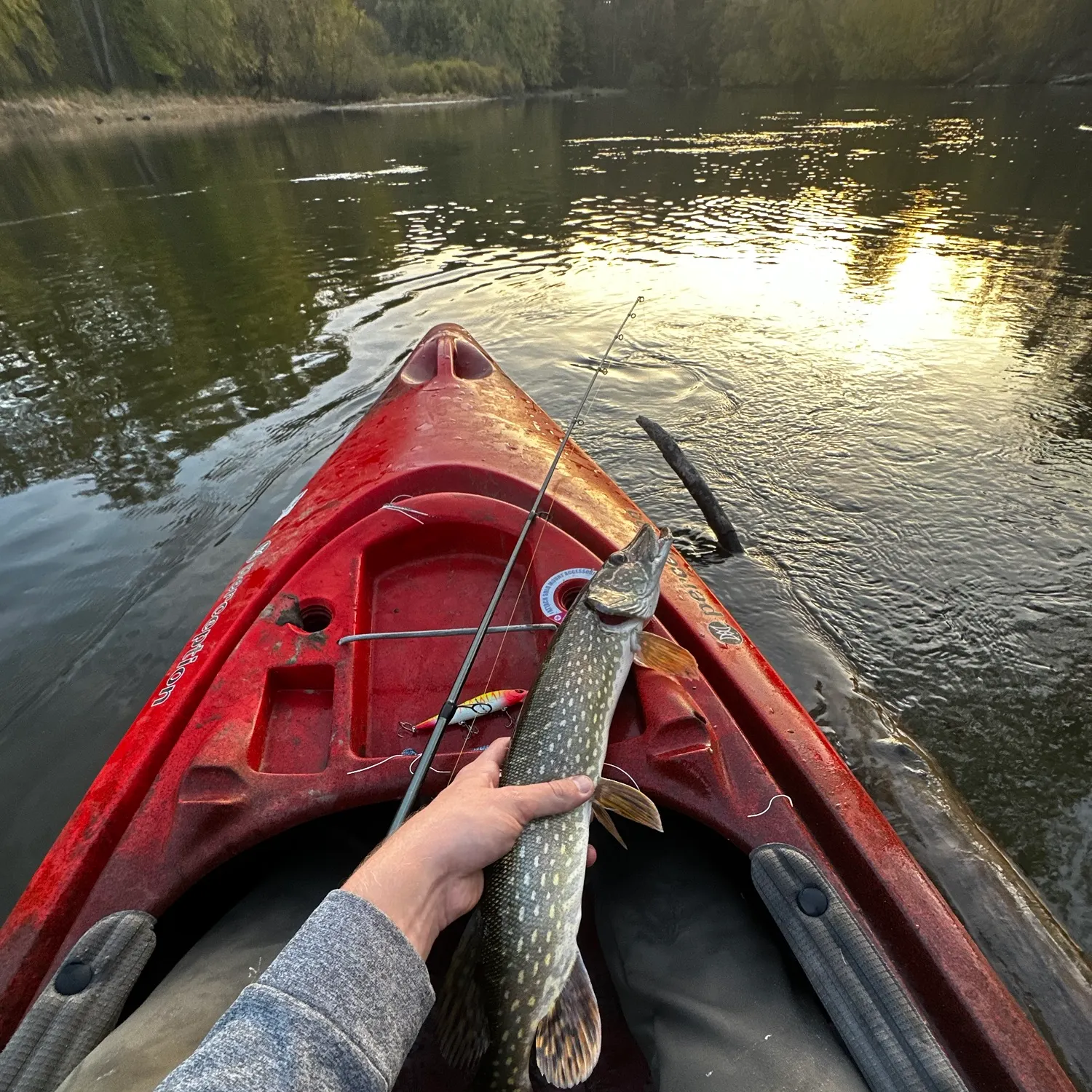Northern pike caught on Fishbrain
