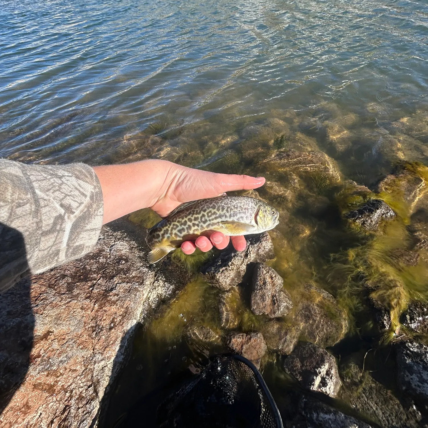 Tiger trout caught on Fishbrain