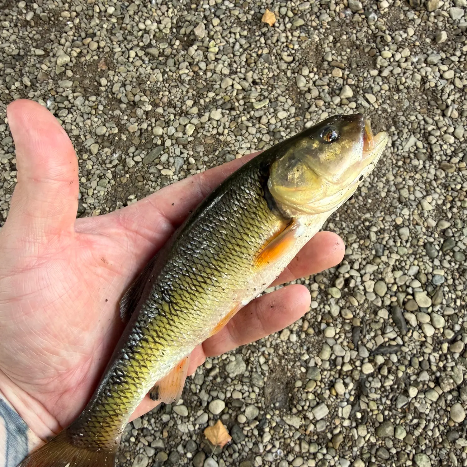 Creek chub caught on Fishbrain