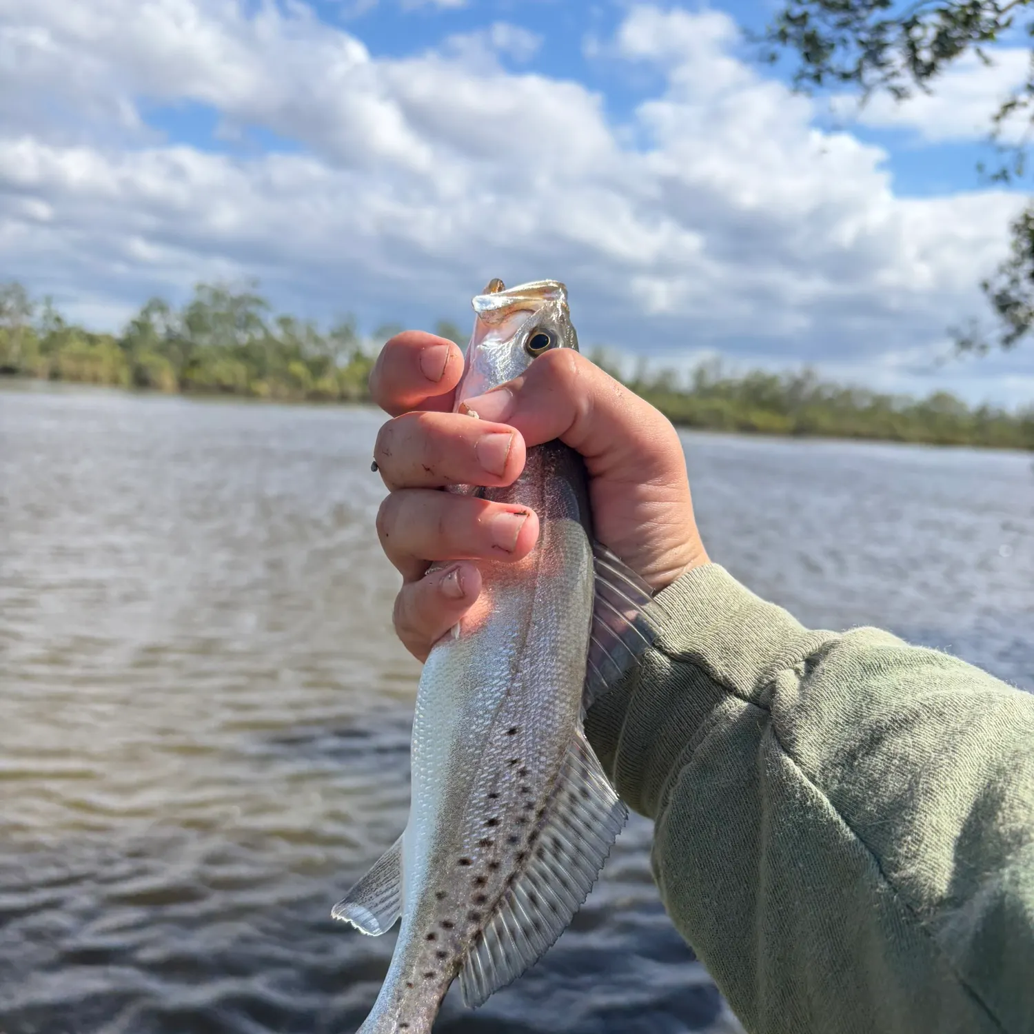 Spotted seatrout caught on Fishbrain