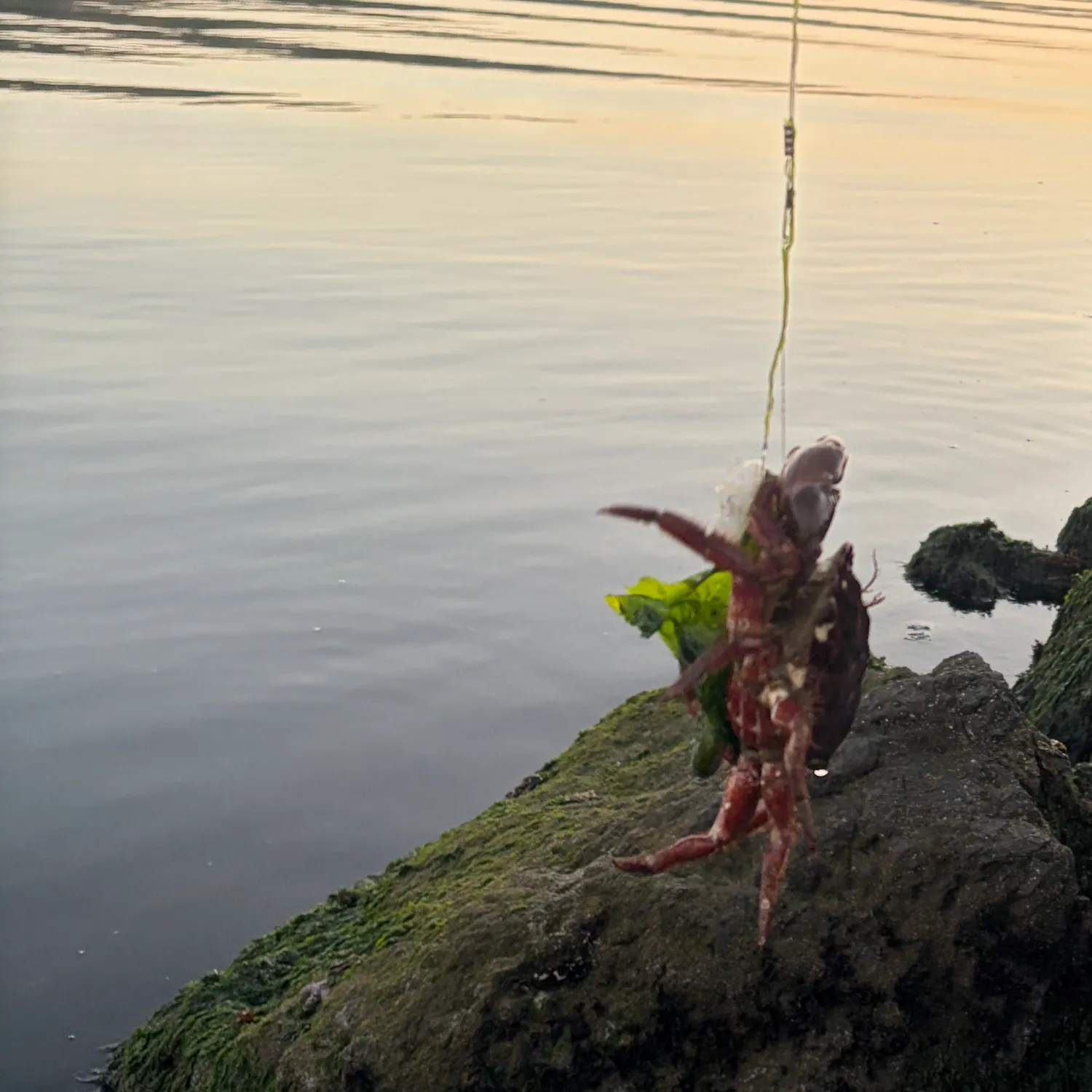Red rock crab caught on Fishbrain