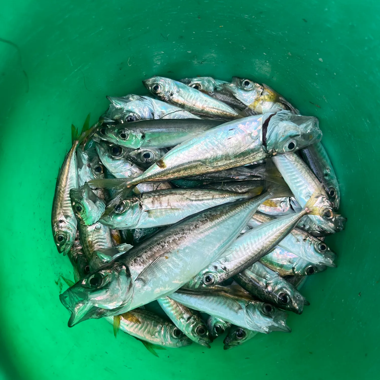 The most recent Atlantic horse mackerel catches on Fishbrain