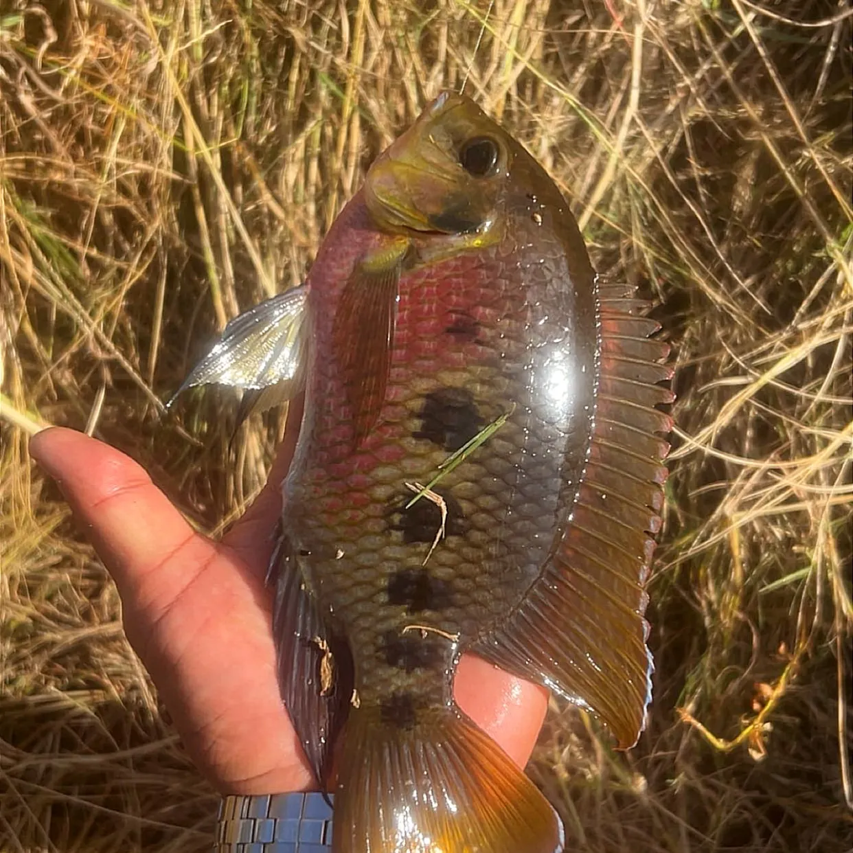 Spotted tilapia caught on Fishbrain