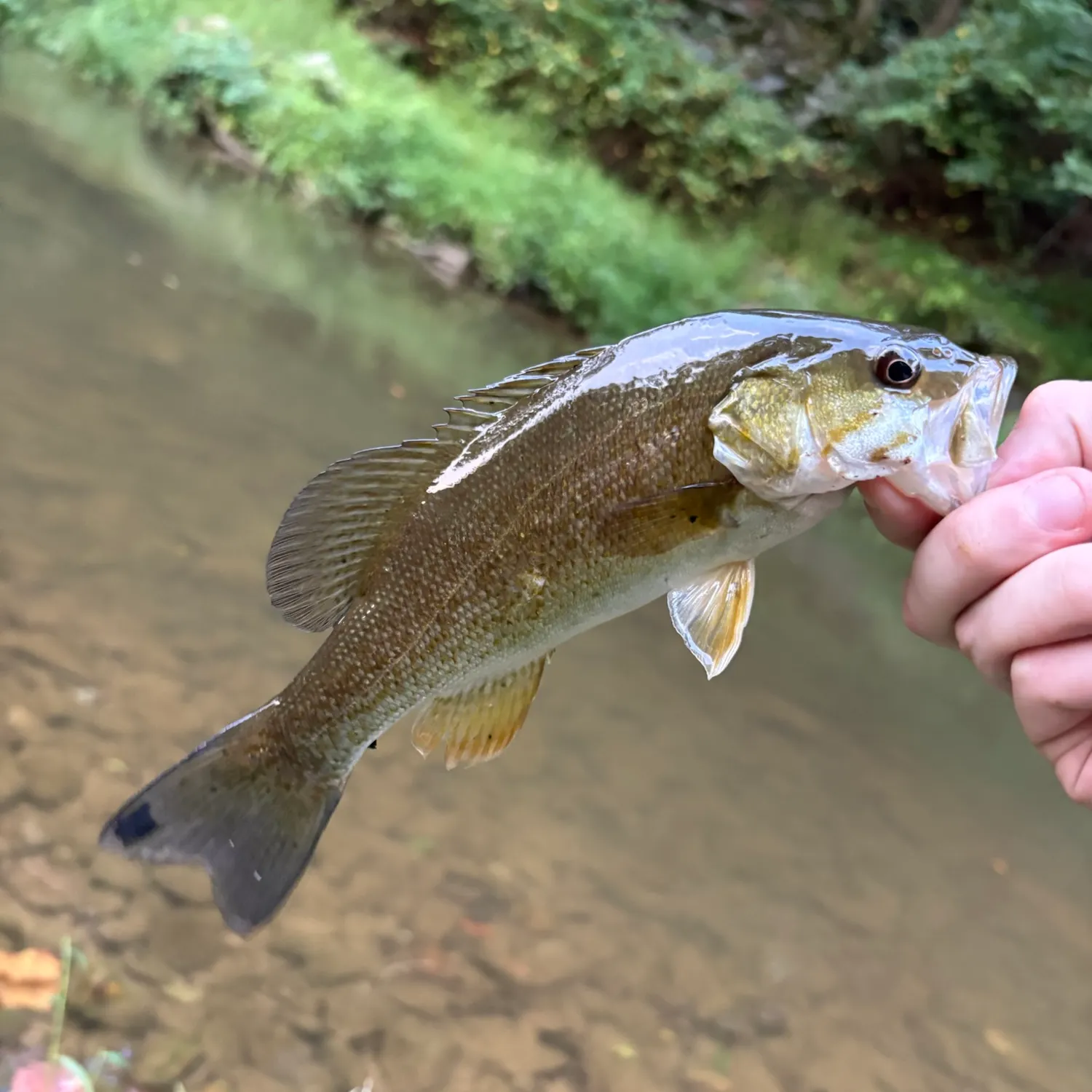 Smallmouth bass caught on Fishbrain