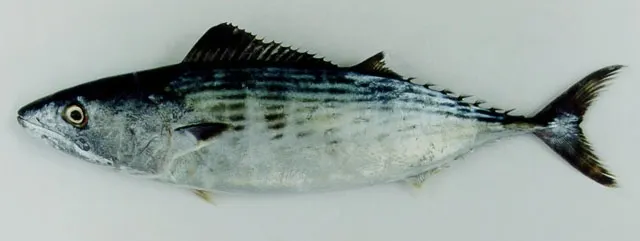 Striped bonito