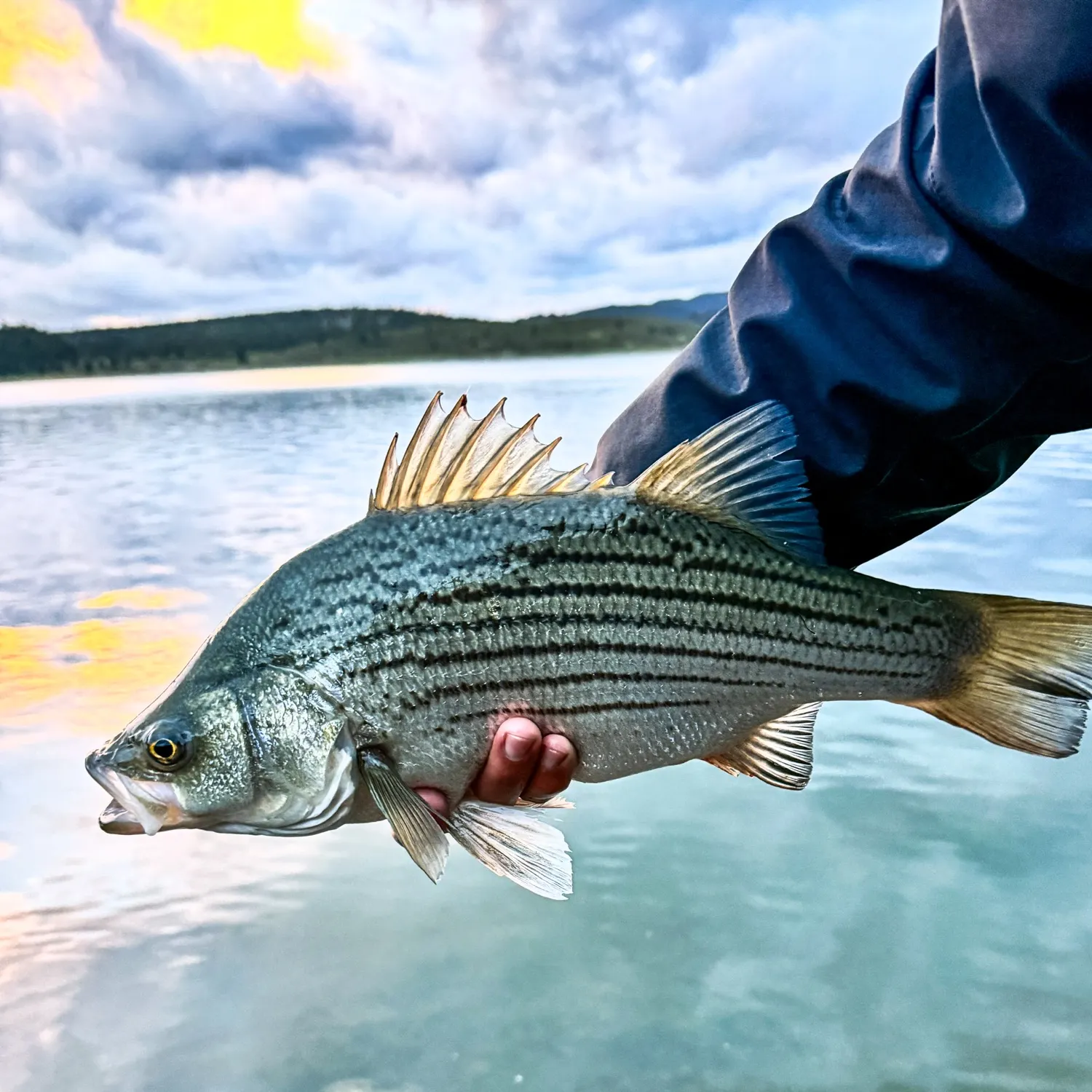 Wiper caught on Fishbrain