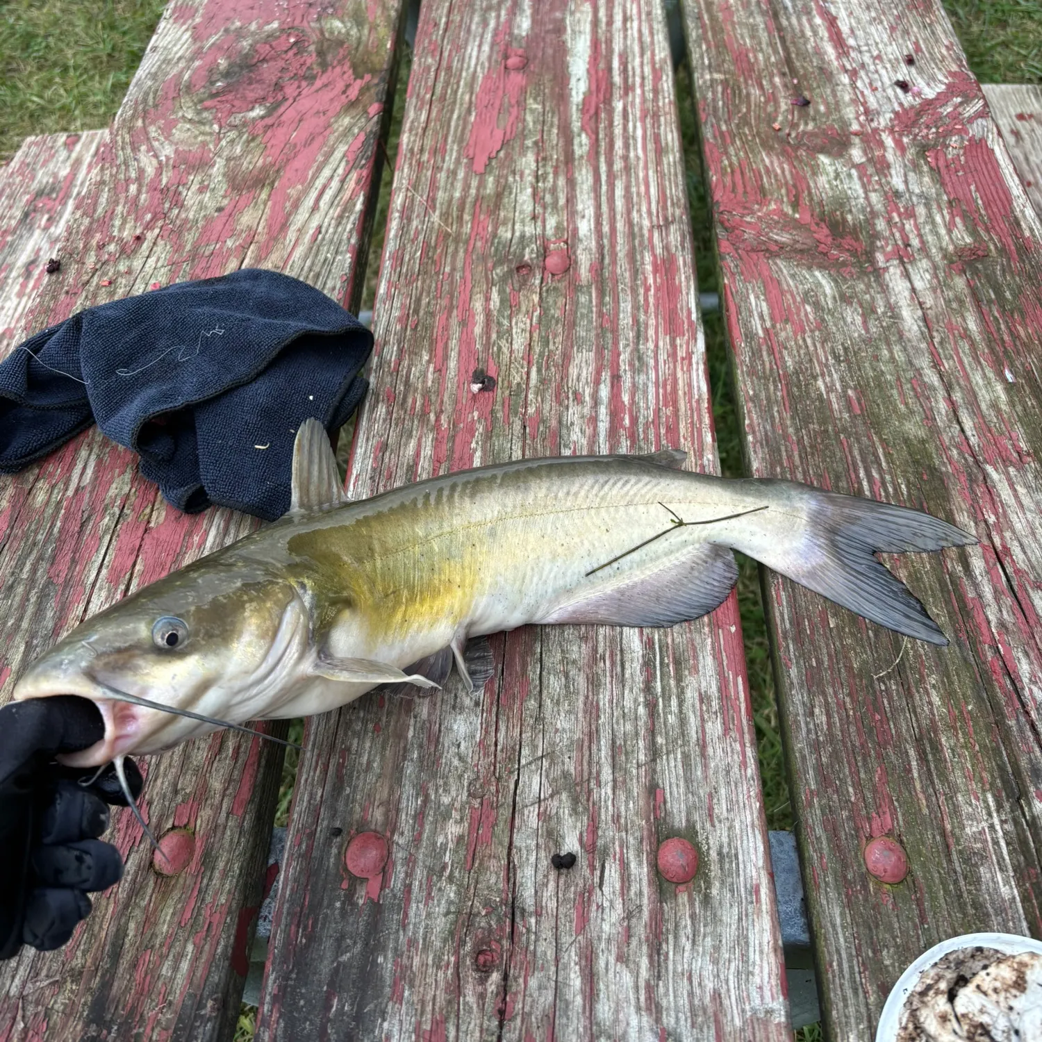 catch