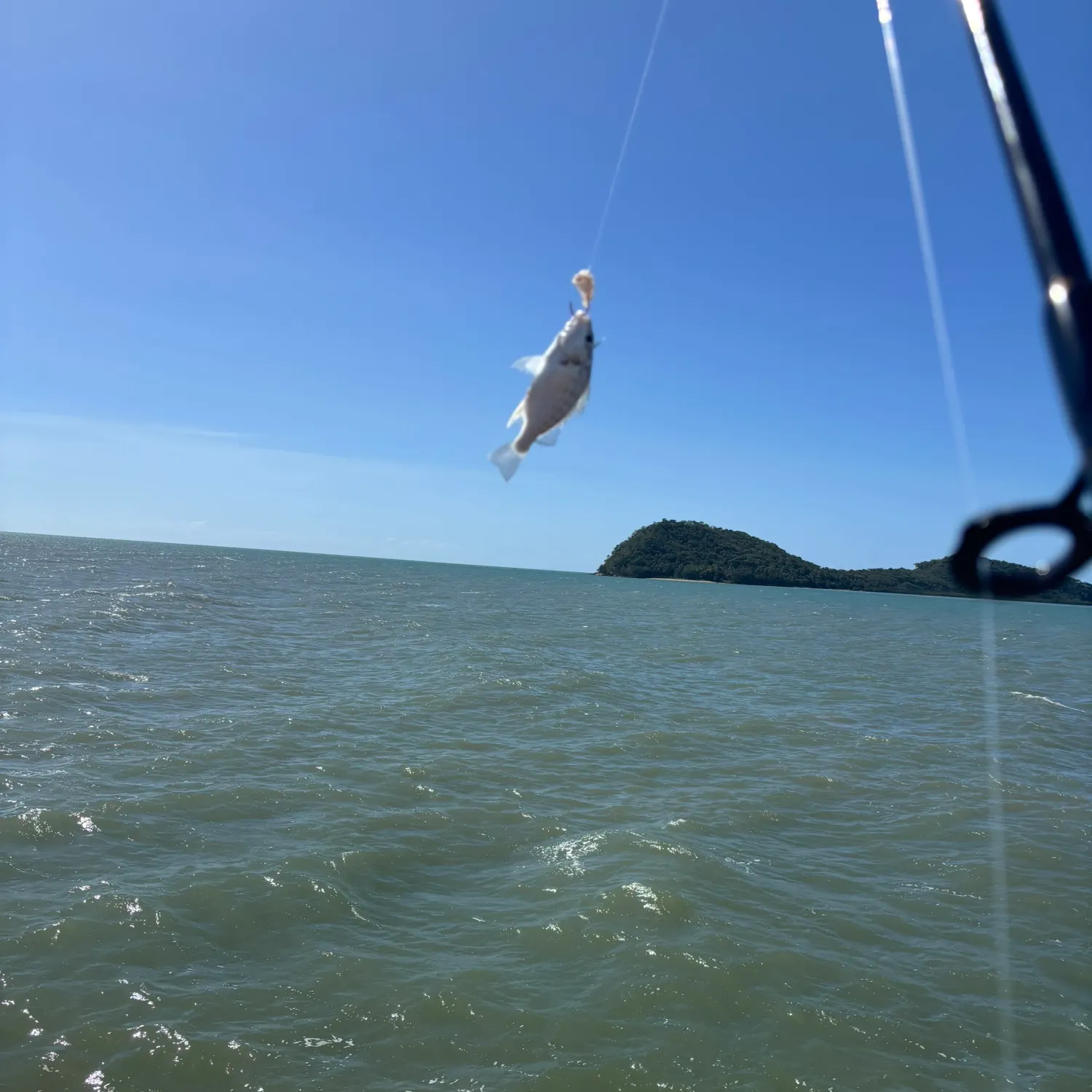The most recent Javelin grunter catches on Fishbrain