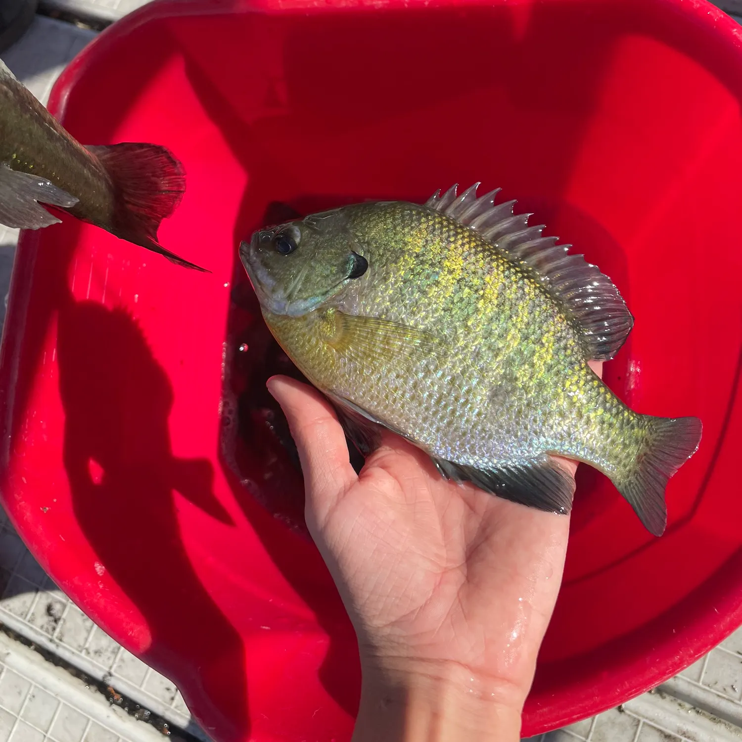 catch