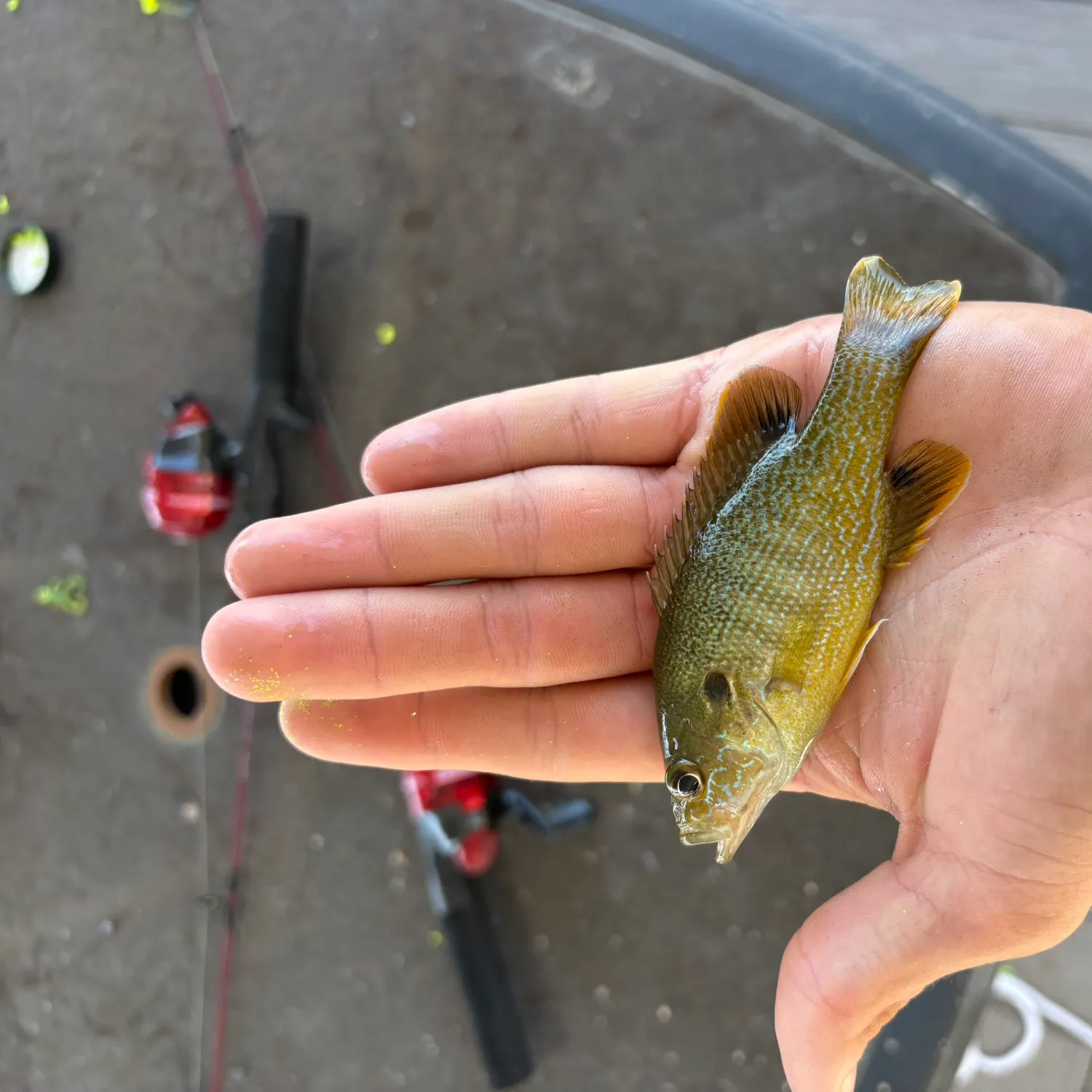 Green sunfish caught on Fishbrain
