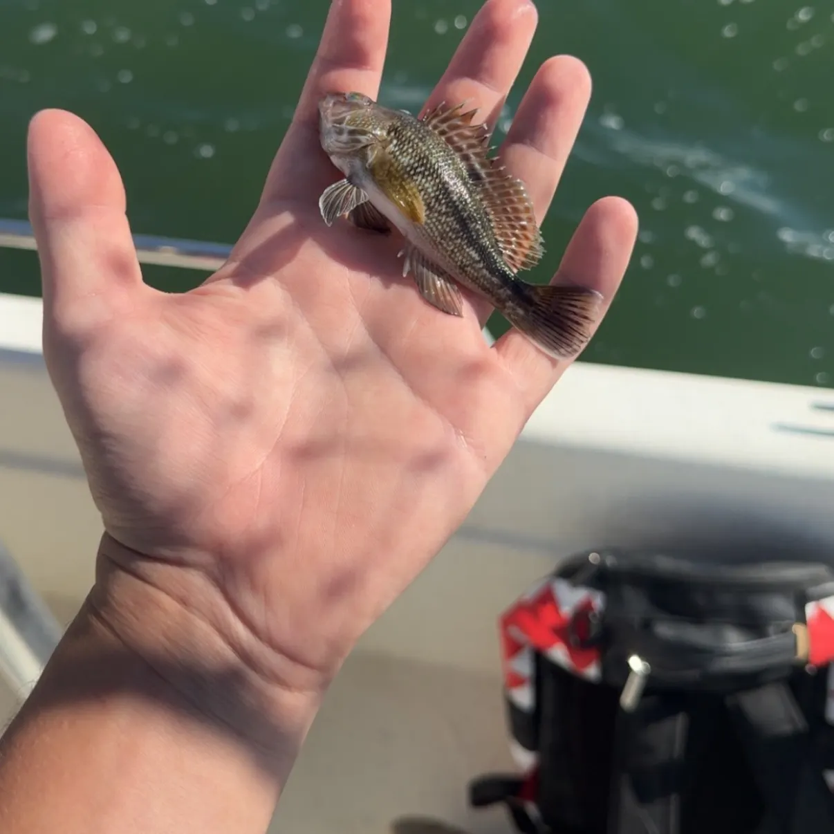 Black sea bass caught on Fishbrain