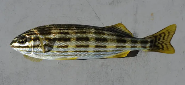 Western striped grunter