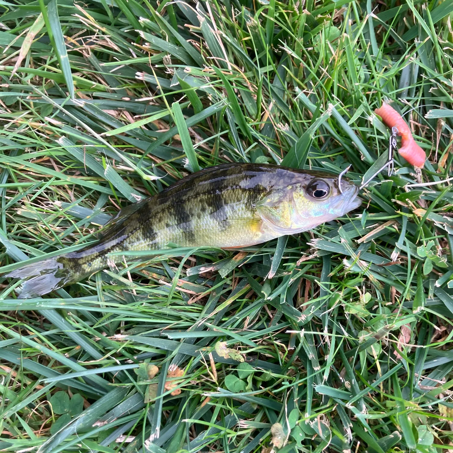 Yellow perch caught on Fishbrain