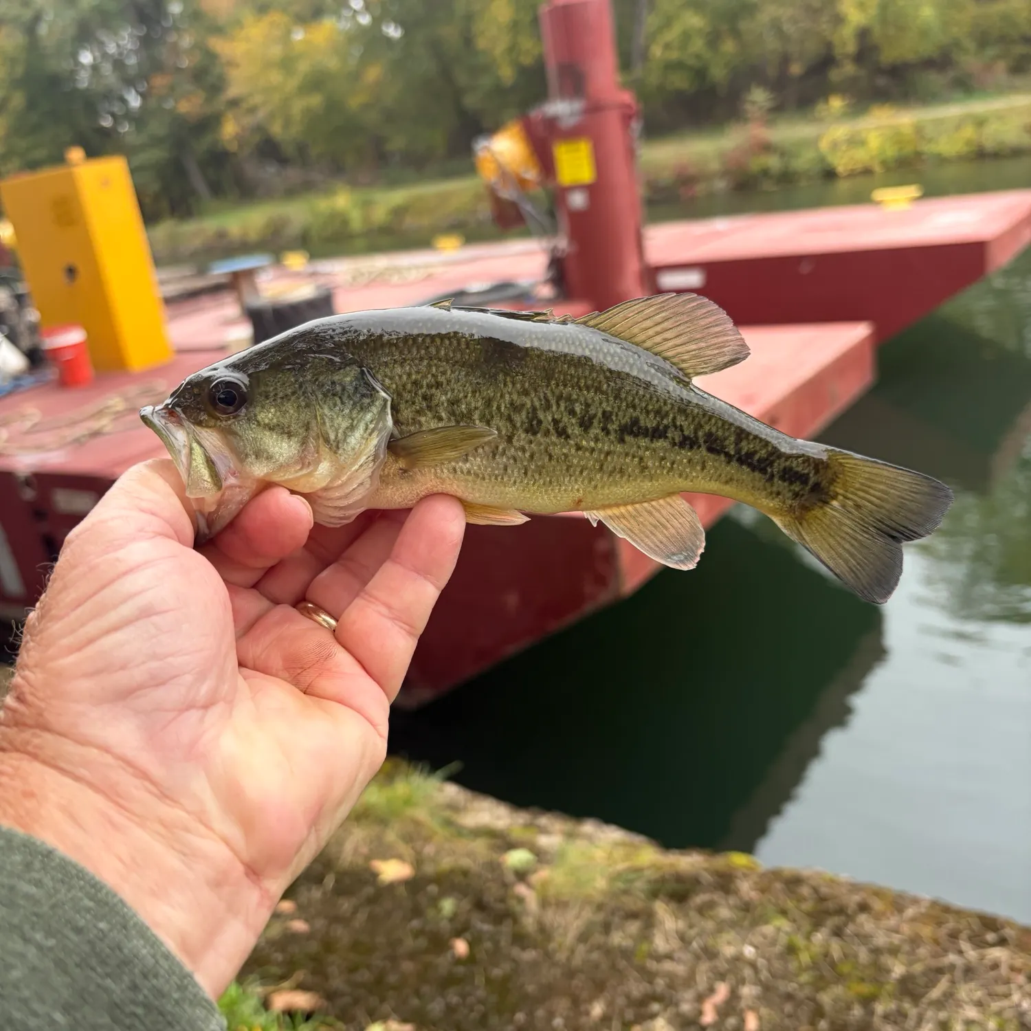 Largemouth bass caught on Fishbrain