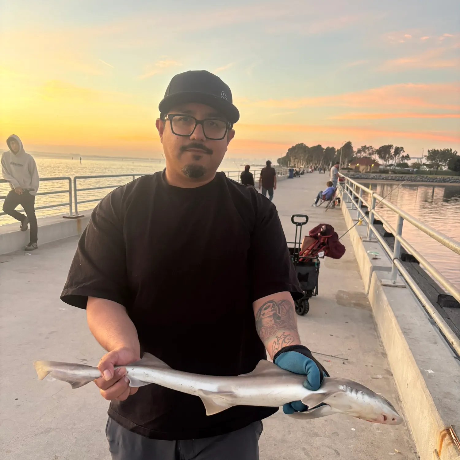 The most recent Grey smooth-hound catches on Fishbrain