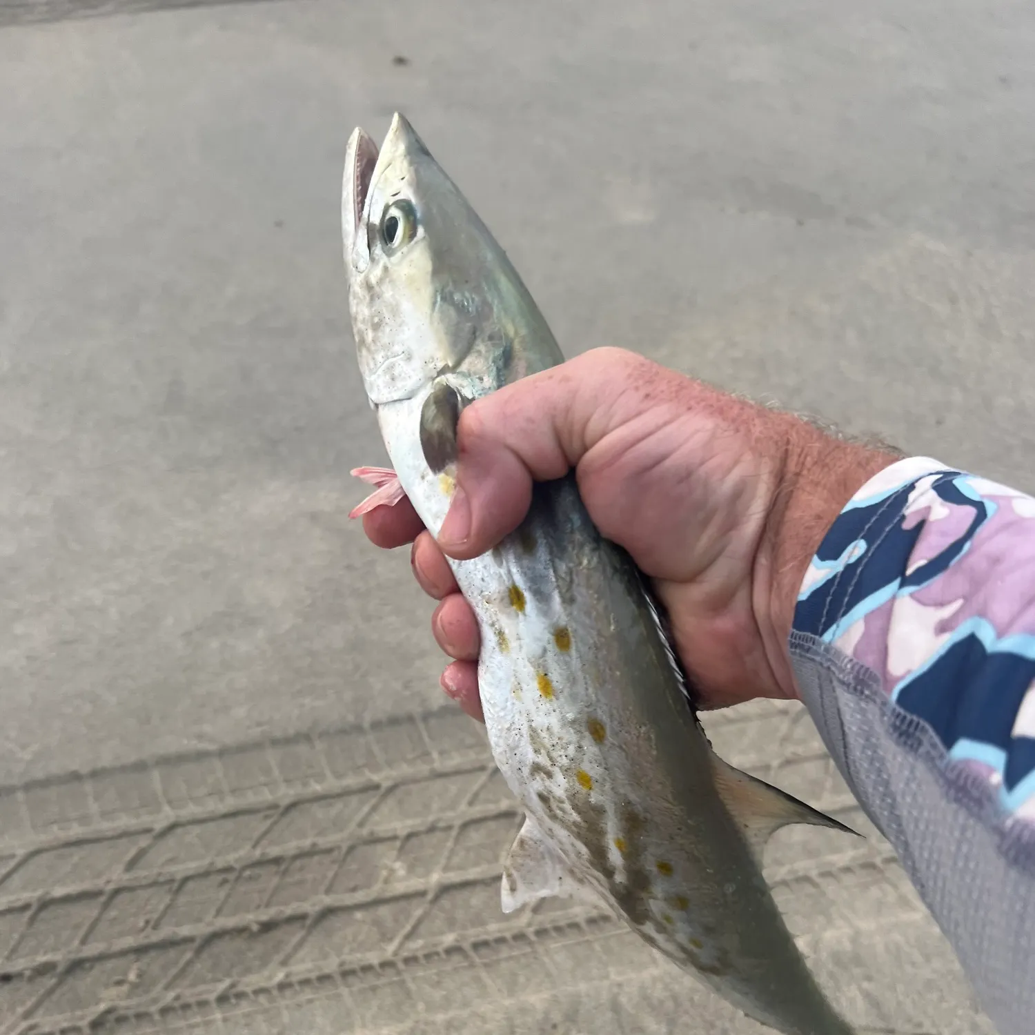 The most recent Spanish mackerel catches on Fishbrain