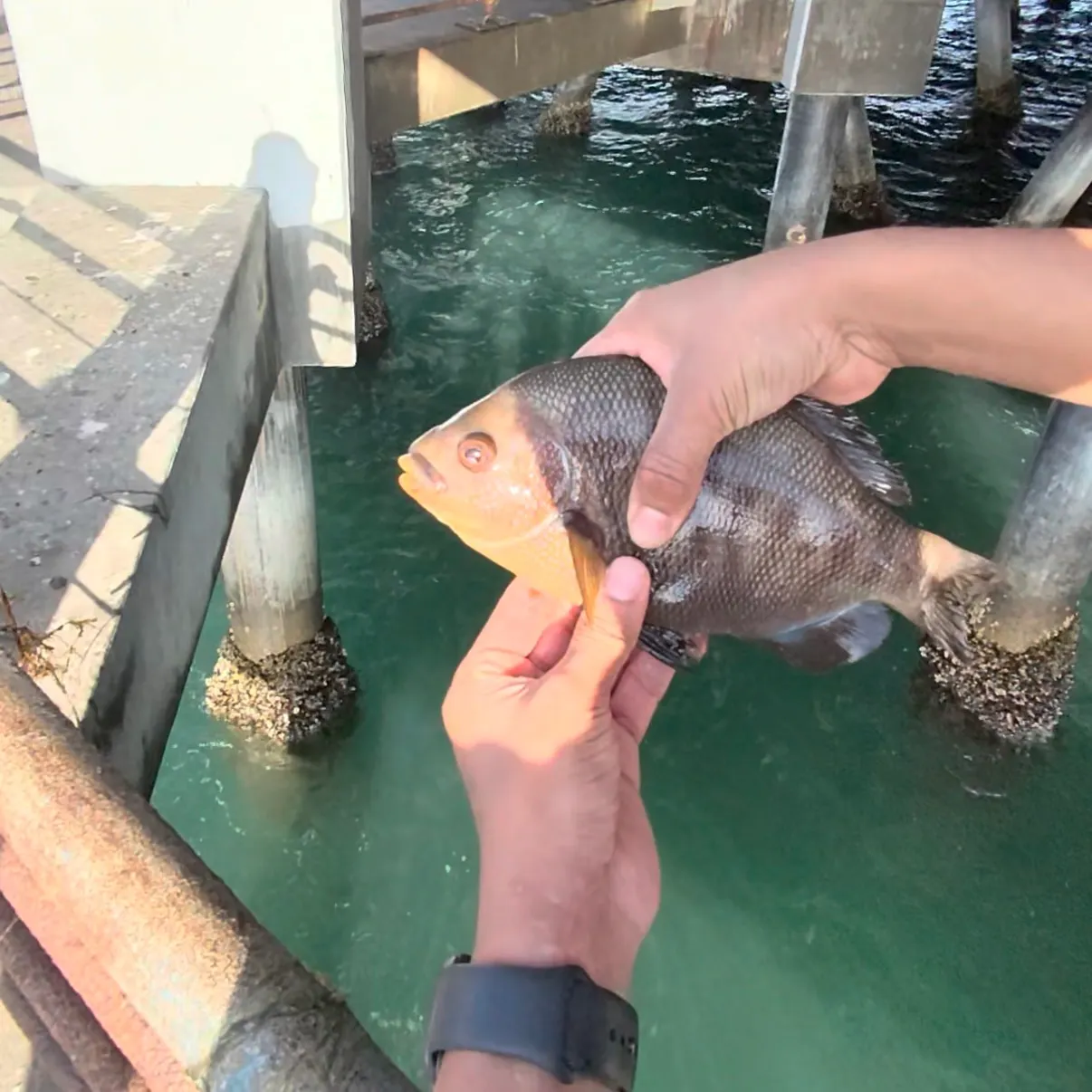 catch