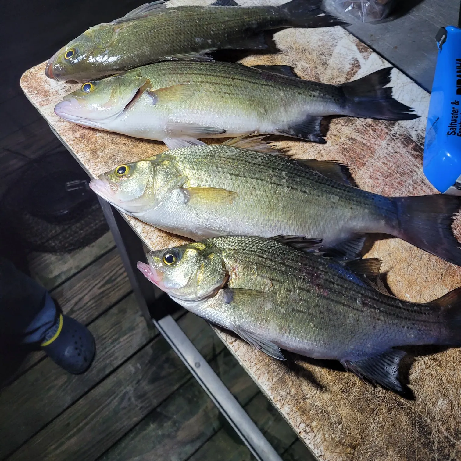 recently logged catches