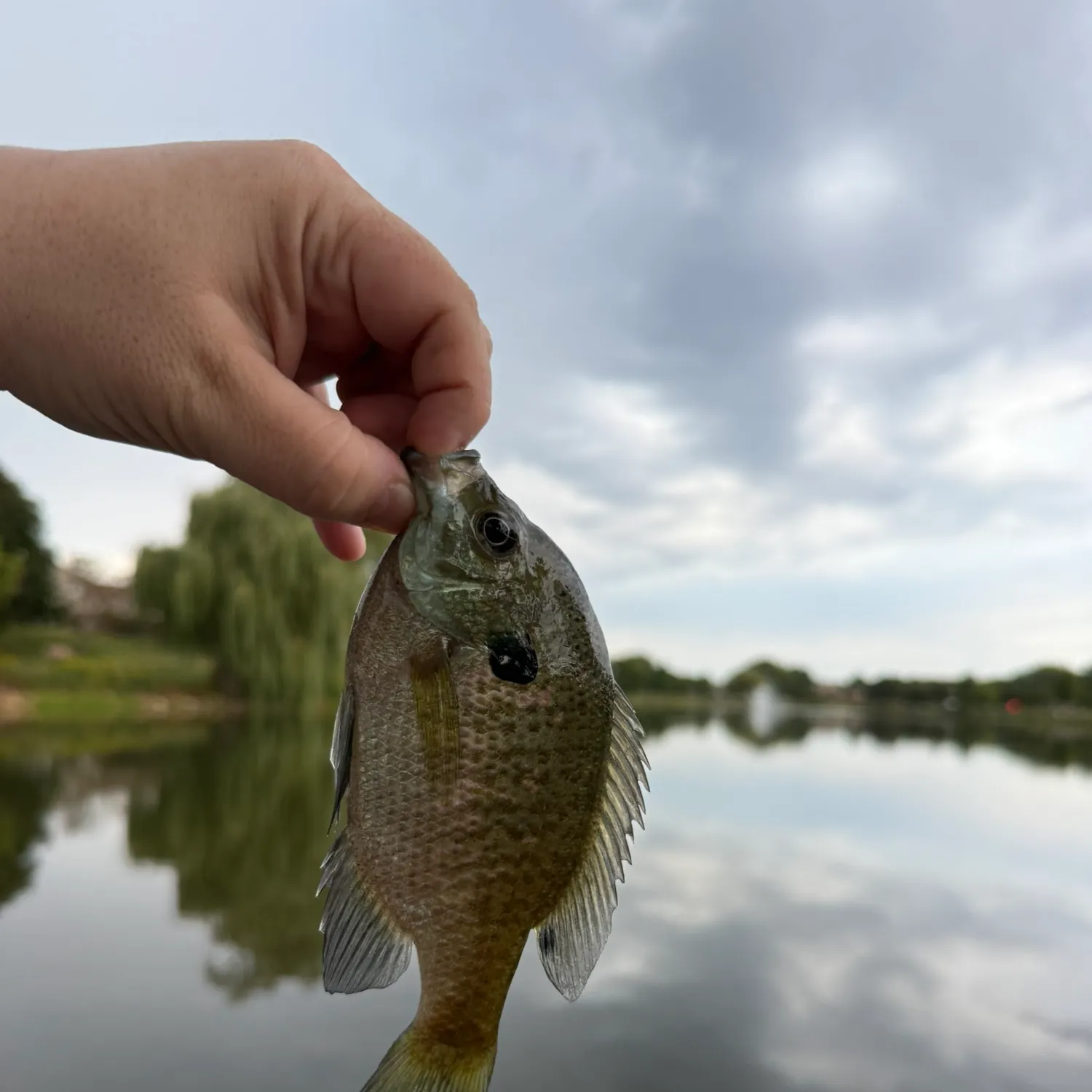 Bluegill caught on Fishbrain