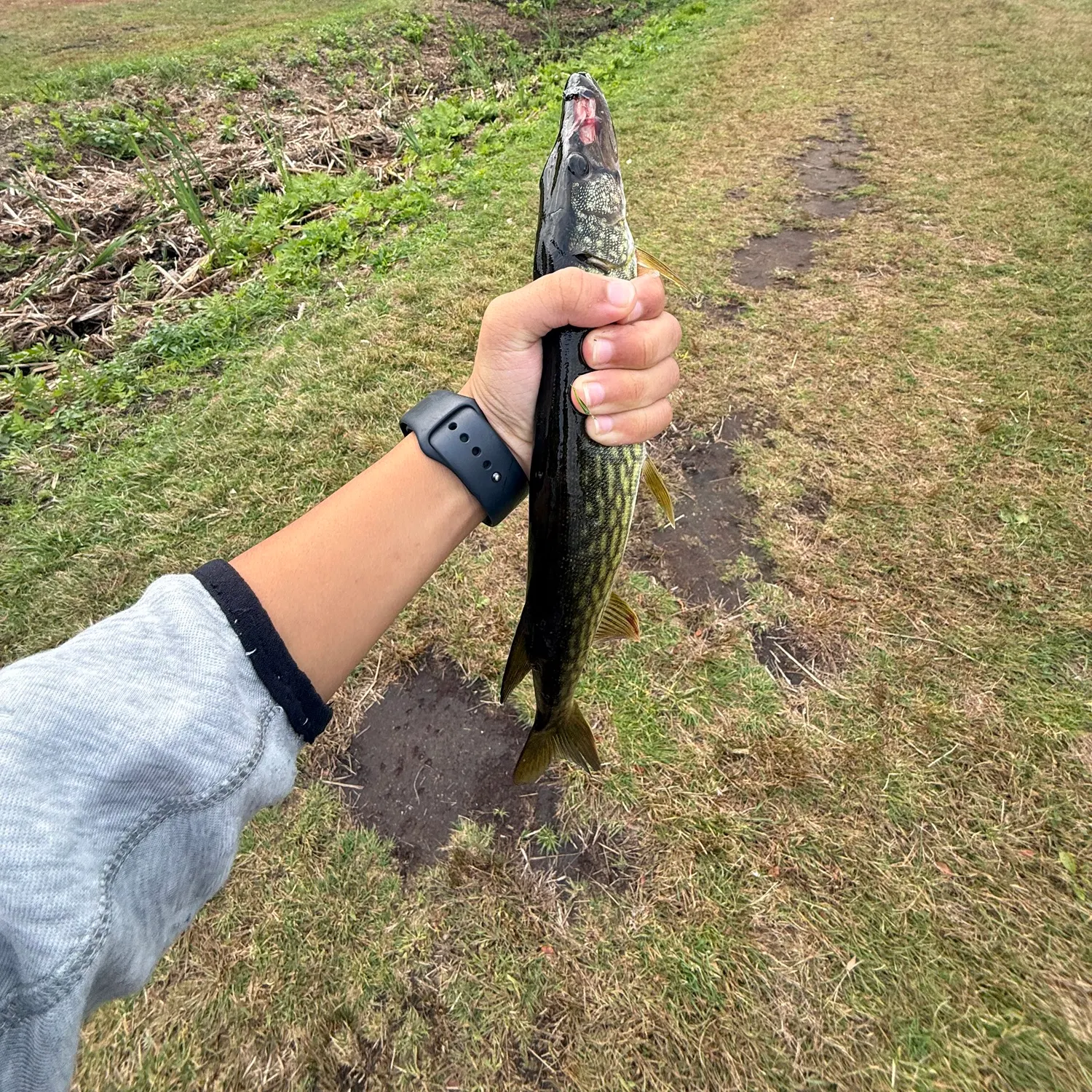 Chain pickerel caught on Fishbrain