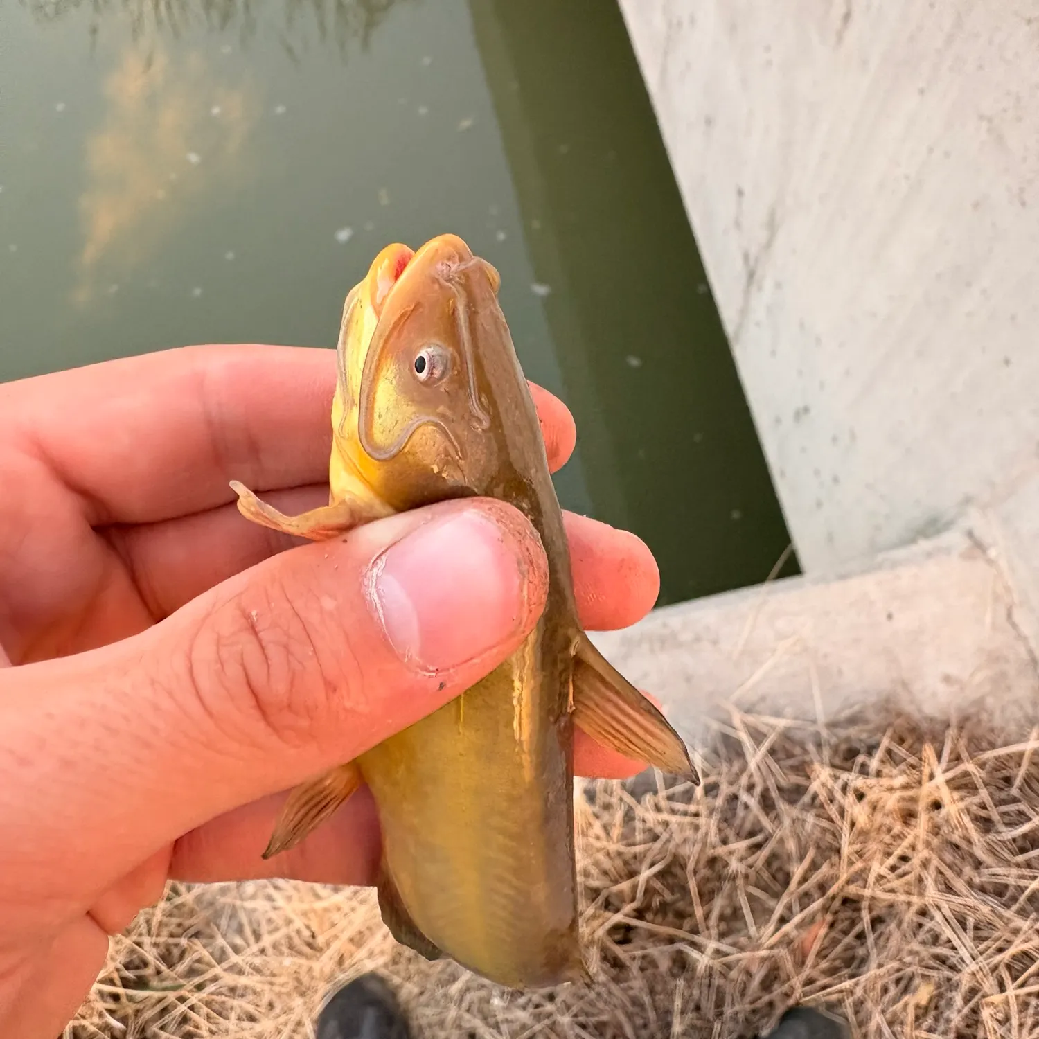 Yellow bullhead caught on Fishbrain