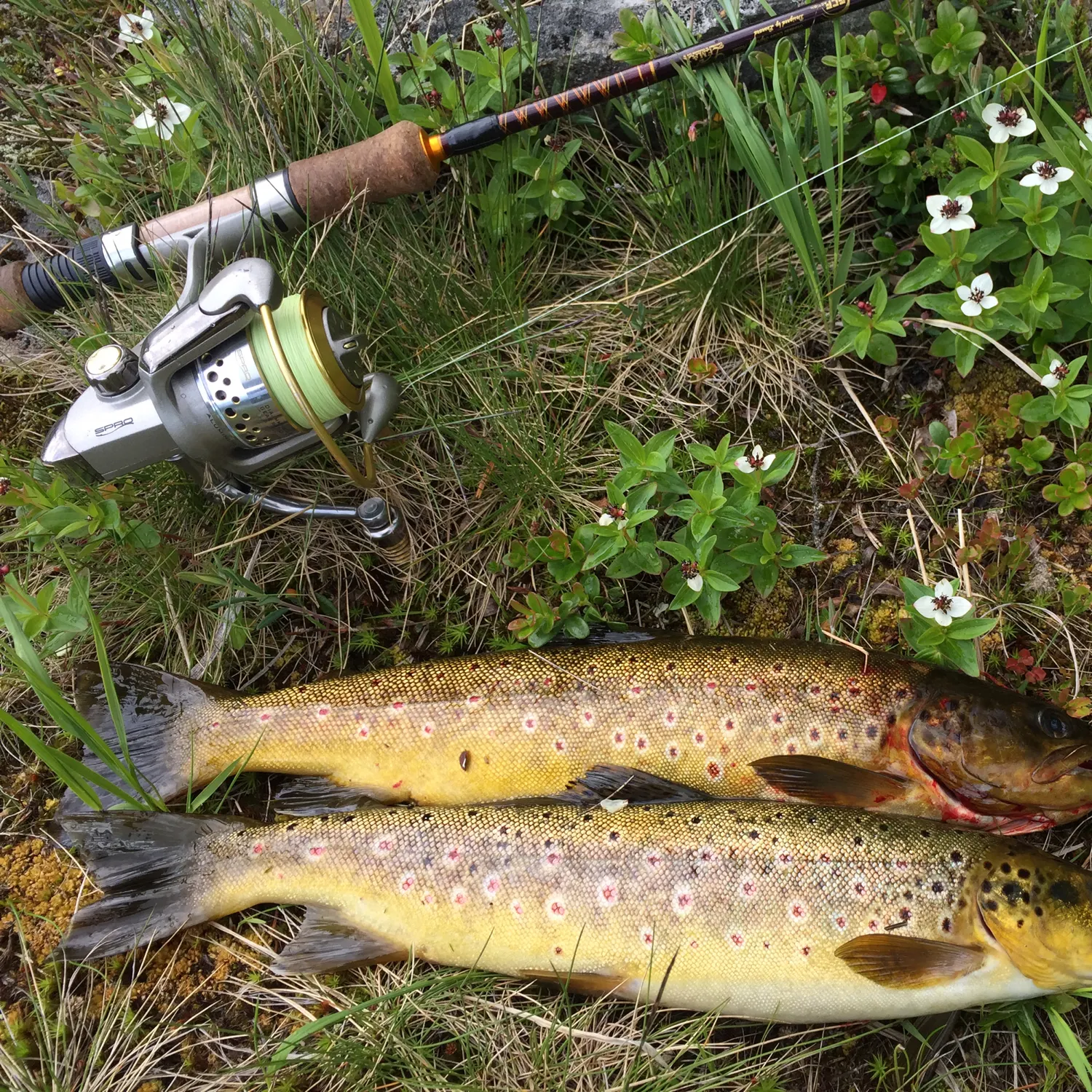 recently logged catches